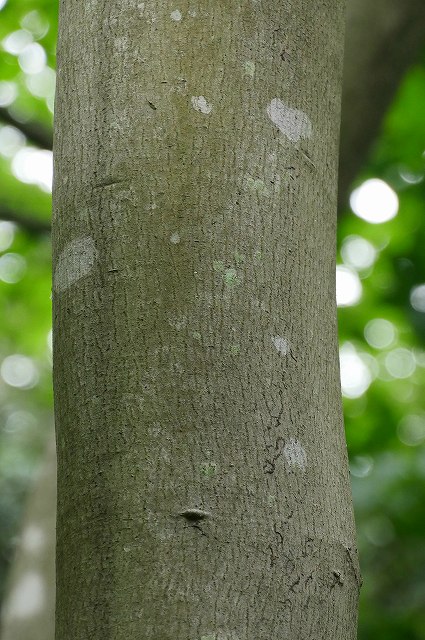 アブラギリの樹皮