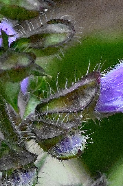 アキノタムラソウの萼