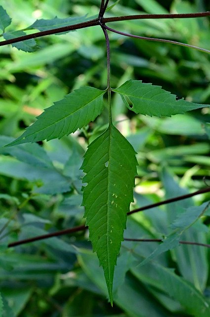 アメリカセンダングサの葉