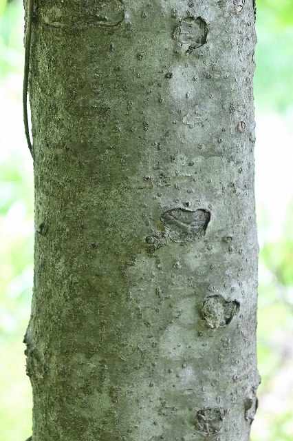 アオハダの樹皮