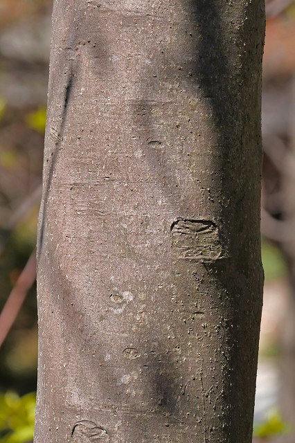 アワブキの樹皮