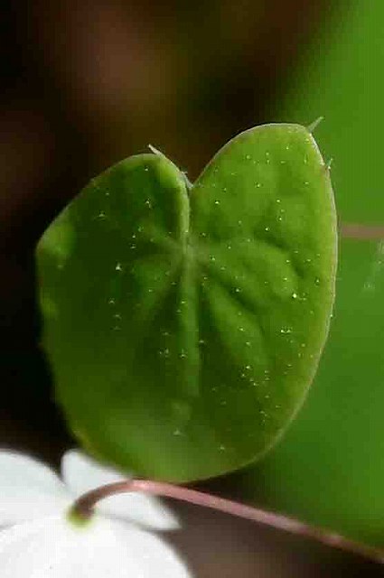 バイカイカリソウの葉