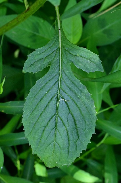 ベニバナボロギクの葉