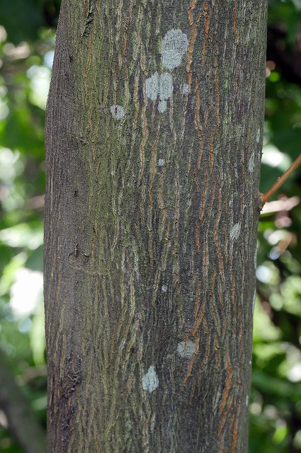 エゴノキの樹皮