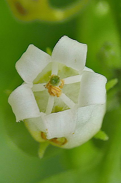 ハコベホオズキの花-2