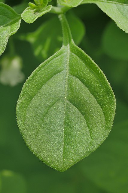 ハコベホオズキの葉