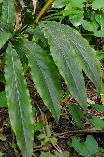 ハナミョウガの葉