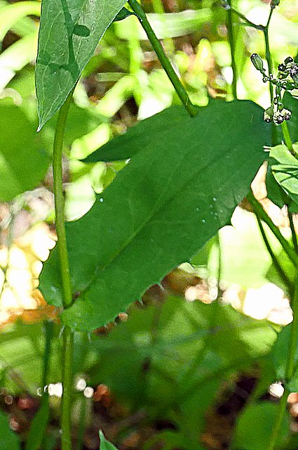 ハナニガナの葉