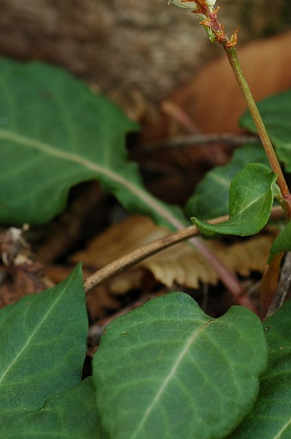 ハルトラノオの葉柄