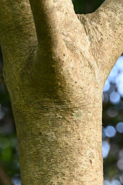 ヒメユズリハの樹皮