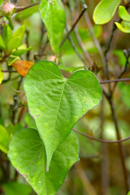ホシアサガオの葉
