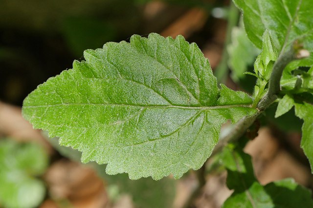 ホタルブクロの上部の茎葉