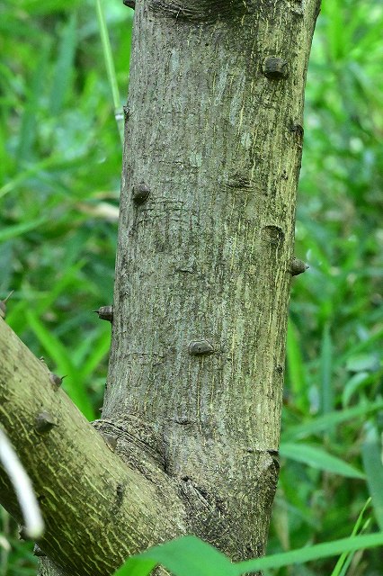 イヌザンショウの樹皮