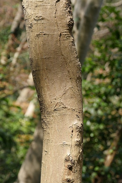 イロハモミジの樹皮