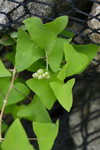 イシミカワの葉