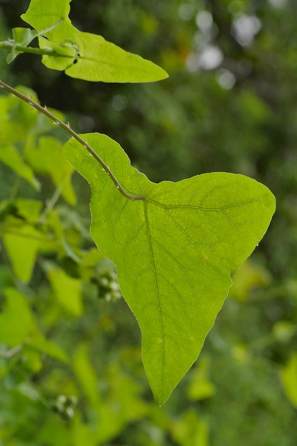 イシミカワの葉-2