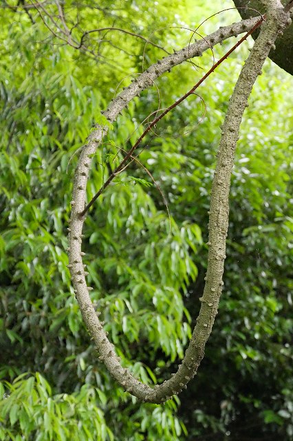 ジャケツイバラの枝