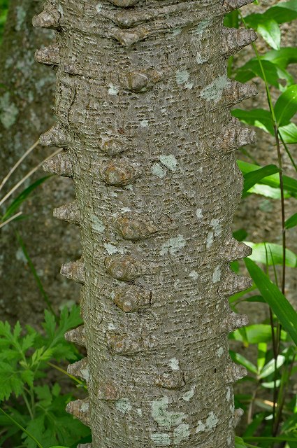 ジャケツイバラの樹皮