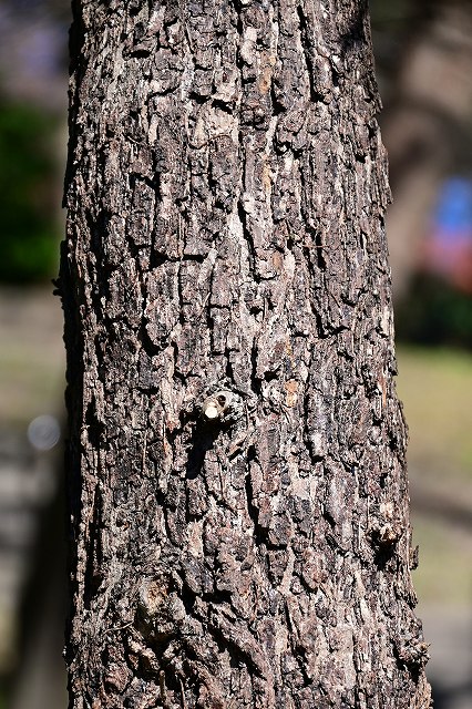 カシワの樹皮