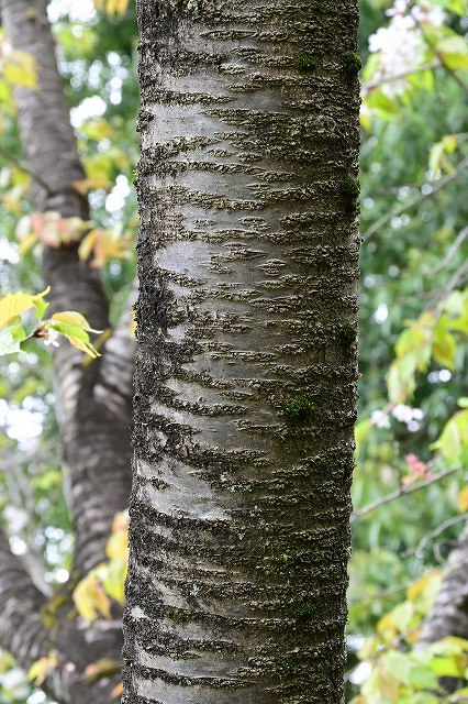 カスミザクラの樹皮