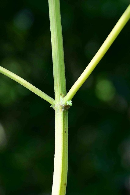 カワミドリの茎