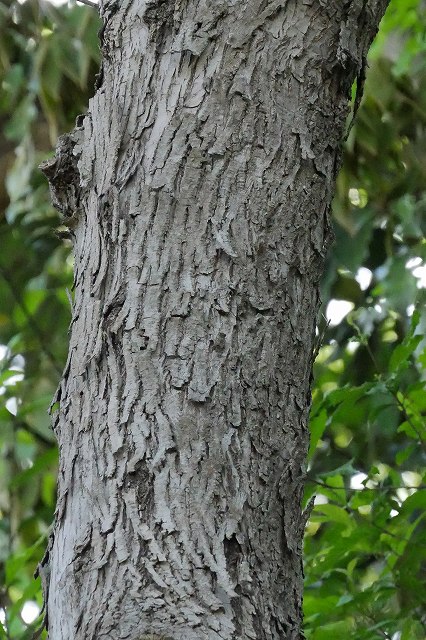 ケンポナシの樹皮