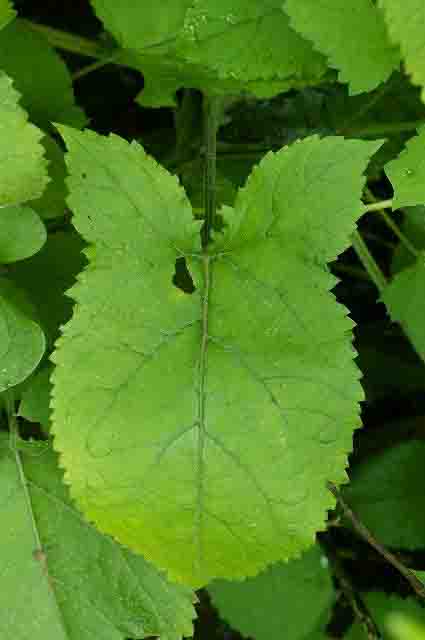 キバナアキギリの葉