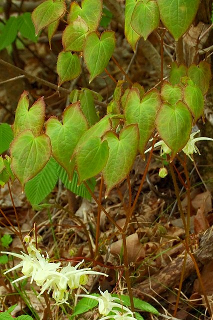 キバナイカリソウの葉
