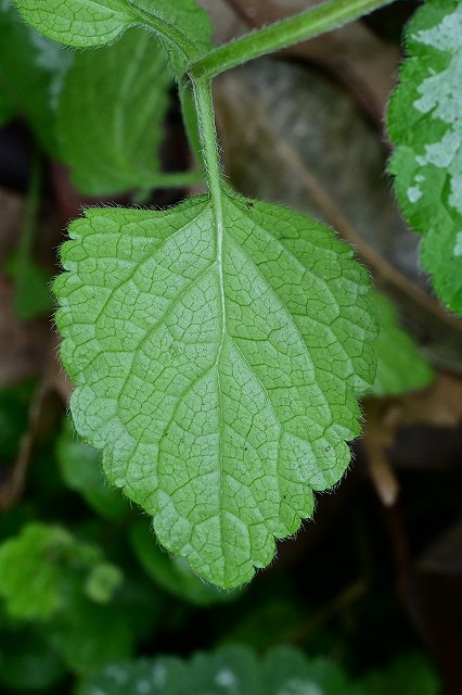 キバナオドリコソウの葉-2