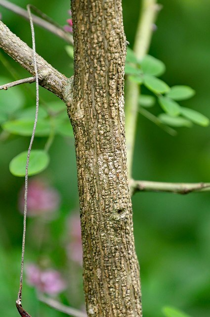キダチコマツナギの樹皮