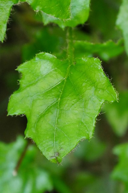 キッコウハグマの葉-2