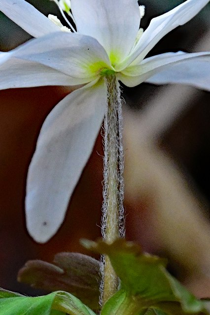 キクザキイチゲの花茎