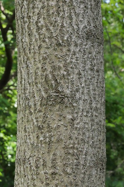 キリの樹皮