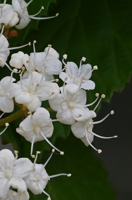 コバノガマズミの花