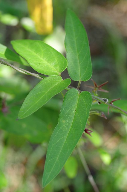 コバノカモメヅルの葉