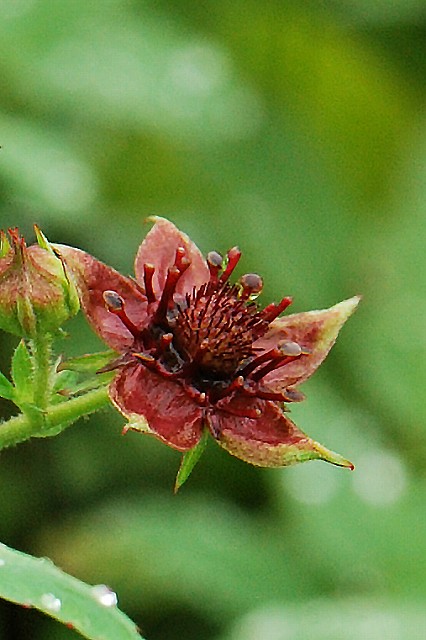 クロバナロウゲの花