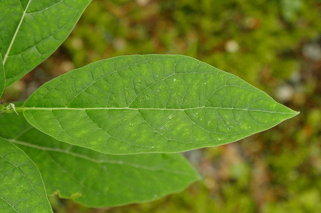 クサタチバナの葉