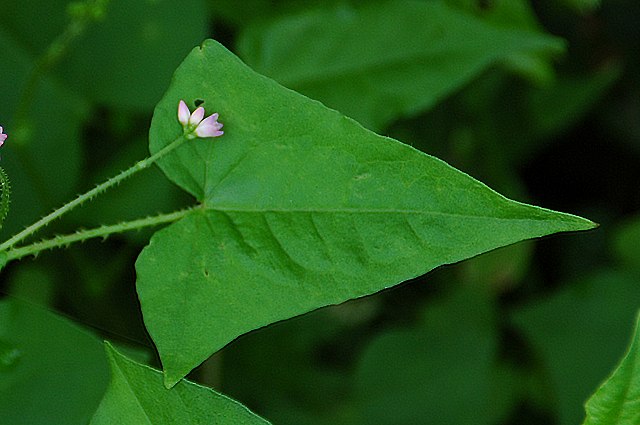 ママコノシリヌグイの葉