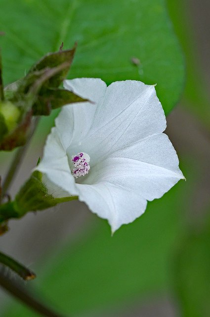 マメアサガオの花