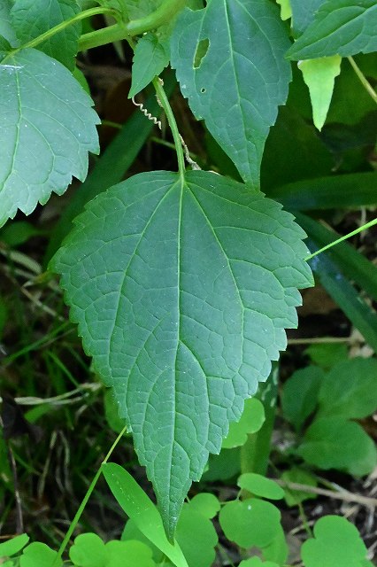 マルバフジバカマの葉