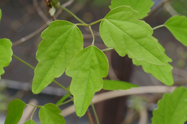 ミツバアケビの葉