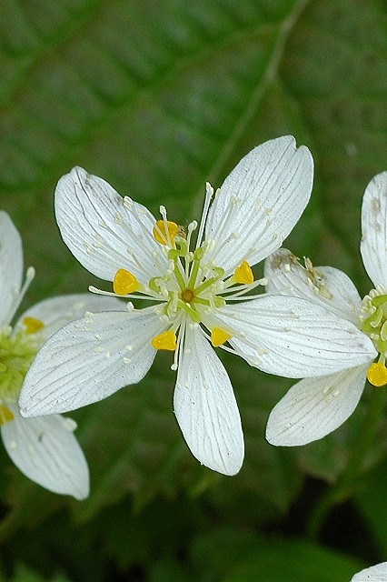 ミツバオウレンの花