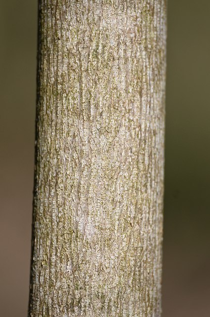 ミツバウツギの樹皮