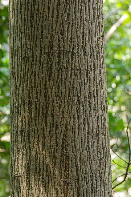 ムクノキの若木の樹皮