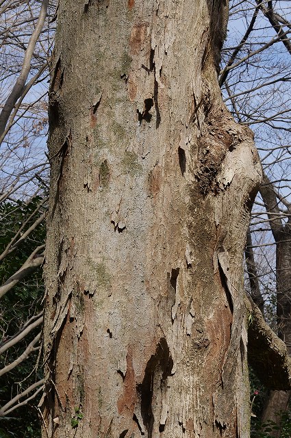 ムクノキの老木の樹皮