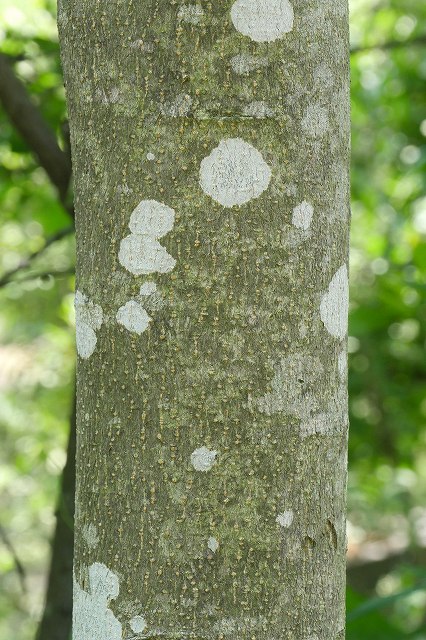 ネムノキの樹皮