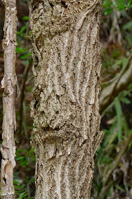 ニワトコの樹皮