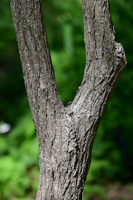 ノリウツギの樹皮