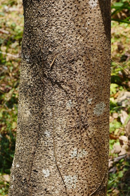 ヌルデの樹皮