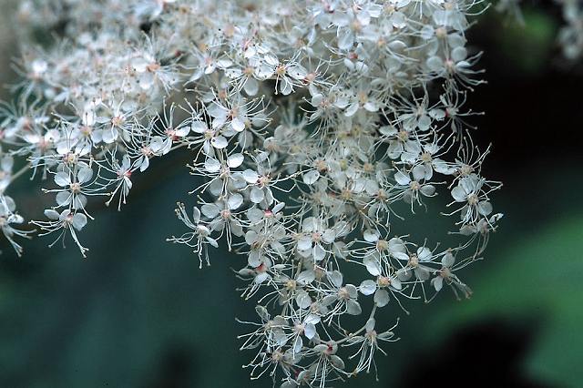 オニシモツケの花
